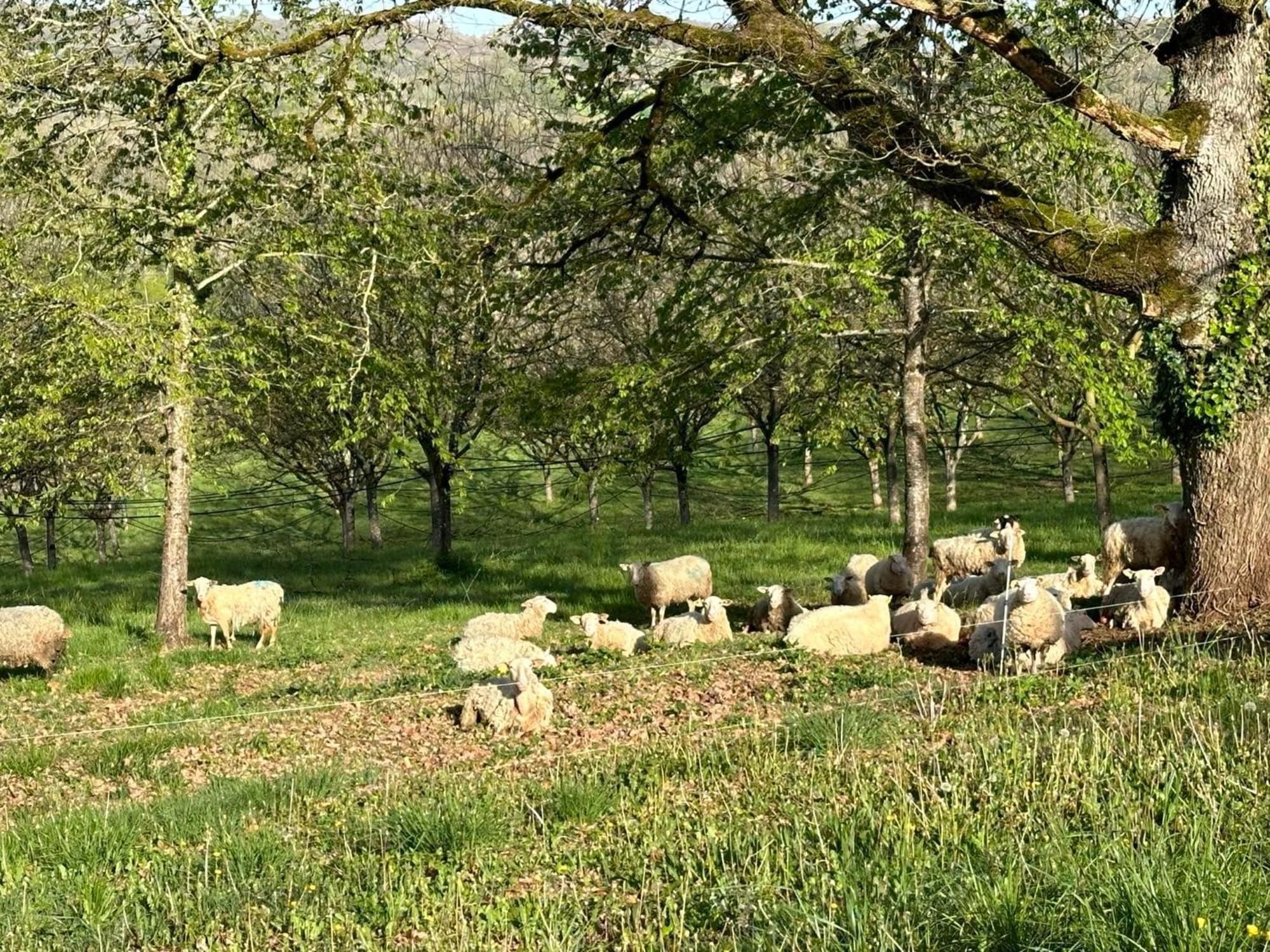 Domaine La Noyeraie Perigord Noir Βίλα Paulin Εξωτερικό φωτογραφία